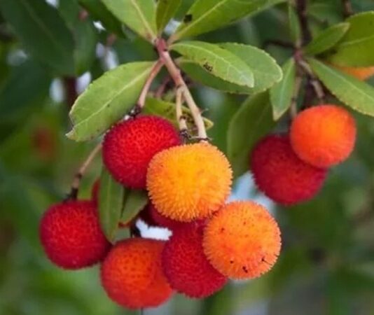 Son yıllarda doğal ve yerel meyvelere olan ilgi artarken, Akdeniz iklimine özgü bitkiler de yeniden gündeme gelmeye başladı. Bu meyvelerden biri olan Kocayemiş, hem görüntüsü hem de besin değeriyle dikkat çeken özel bir türdür. Halk arasında dağ çileği olarak da bilinen bu meyve, özellikle sonbahar aylarında olgunlaşır ve parlak kırmızı rengiyle doğada kolayca fark edilir. Konulu bir haber görseli.