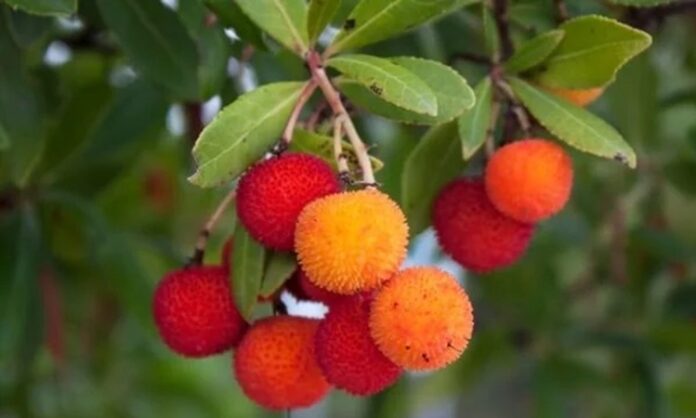 Son yıllarda doğal ve yerel meyvelere olan ilgi artarken, Akdeniz iklimine özgü bitkiler de yeniden gündeme gelmeye başladı. Bu meyvelerden biri olan Kocayemiş, hem görüntüsü hem de besin değeriyle dikkat çeken özel bir türdür. Halk arasında dağ çileği olarak da bilinen bu meyve, özellikle sonbahar aylarında olgunlaşır ve parlak kırmızı rengiyle doğada kolayca fark edilir. Konulu bir haber görseli.