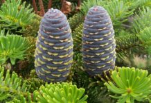 Köknar Nedir? Köknar’ın Faydaları Nelerdir? Köknar, iğne yapraklı ve her mevsim yeşil kalan ağaç türleri arasında yer alan, uzun ömürlü ve gösterişli bir orman ağacıdır. Bilimsel olarak Abies cinsine ait olan köknar ağacı, özellikle serin ve nemli iklim bölgelerinde yetişir. Türkiye’de yaygın olarak görülen türlerden biri Abies nordmanniana olarak bilinir ve Karadeniz Bölgesi’nde doğal yayılış gösterir. Geniş köknar ormanları, yüksek rakımlı alanlarda önemli bir bitki örtüsü oluşturur. Konulu bir haber görseli.