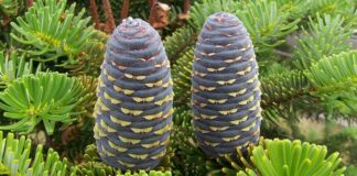 Köknar, iğne yapraklı ve her mevsim yeşil kalan ağaç türleri arasında yer alan, uzun ömürlü ve gösterişli bir orman ağacıdır. Bilimsel olarak Abies cinsine ait olan köknar ağacı, özellikle serin ve nemli iklim bölgelerinde yetişir. Türkiye’de yaygın olarak görülen türlerden biri Abies nordmanniana olarak bilinir ve Karadeniz Bölgesi’nde doğal yayılış gösterir. Geniş köknar ormanları, yüksek rakımlı alanlarda önemli bir bitki örtüsü oluşturur. Konulu bir haber görseli.