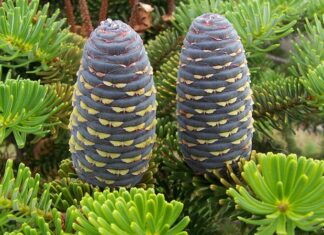 Köknar, iğne yapraklı ve her mevsim yeşil kalan ağaç türleri arasında yer alan, uzun ömürlü ve gösterişli bir orman ağacıdır. Bilimsel olarak Abies cinsine ait olan köknar ağacı, özellikle serin ve nemli iklim bölgelerinde yetişir. Türkiye’de yaygın olarak görülen türlerden biri Abies nordmanniana olarak bilinir ve Karadeniz Bölgesi’nde doğal yayılış gösterir. Geniş köknar ormanları, yüksek rakımlı alanlarda önemli bir bitki örtüsü oluşturur. Konulu bir haber görseli.