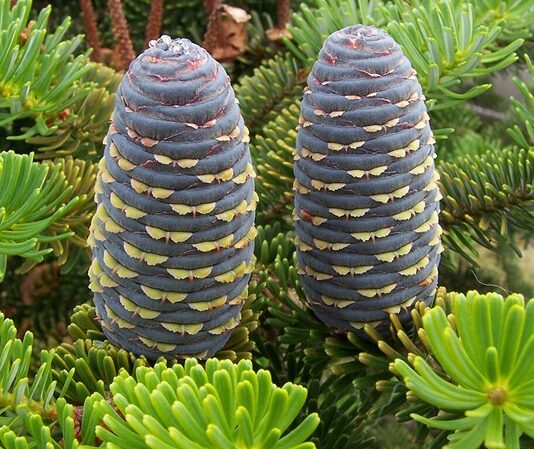 Köknar, iğne yapraklı ve her mevsim yeşil kalan ağaç türleri arasında yer alan, uzun ömürlü ve gösterişli bir orman ağacıdır. Bilimsel olarak Abies cinsine ait olan köknar ağacı, özellikle serin ve nemli iklim bölgelerinde yetişir. Türkiye’de yaygın olarak görülen türlerden biri Abies nordmanniana olarak bilinir ve Karadeniz Bölgesi’nde doğal yayılış gösterir. Geniş köknar ormanları, yüksek rakımlı alanlarda önemli bir bitki örtüsü oluşturur. Konulu bir haber görseli.