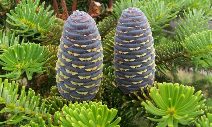 Köknar, iğne yapraklı ve her mevsim yeşil kalan ağaç türleri arasında yer alan, uzun ömürlü ve gösterişli bir orman ağacıdır. Bilimsel olarak Abies cinsine ait olan köknar ağacı, özellikle serin ve nemli iklim bölgelerinde yetişir. Türkiye’de yaygın olarak görülen türlerden biri Abies nordmanniana olarak bilinir ve Karadeniz Bölgesi’nde doğal yayılış gösterir. Geniş köknar ormanları, yüksek rakımlı alanlarda önemli bir bitki örtüsü oluşturur. Konulu bir haber görseli.