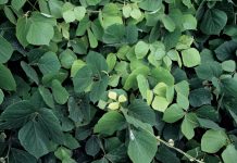 Kudzu Nedir? Kudzu’nun Faydaları Nelerdir? Kudzu, kökeni Doğu Asya’ya dayanan, tıbbi ve besinsel açıdan önemli bir bitkidir. Latince adı Pueraria lobata olan bu sarmaşık türü, hem yaprak hem de kök kısmından elde edilen ürünlerle sağlık alanında kullanılmaktadır. Kudzu, özellikle geleneksel Çin tıbbında yüzyıllardır farklı rahatsızlıkların tedavisinde yer almıştır ve günümüzde modern araştırmalarla da faydaları desteklenmektedir. Konulu bir haber görseli.