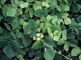 Kudzu Nedir? Kudzu’nun Faydaları Nelerdir? Kudzu, kökeni Doğu Asya’ya dayanan, tıbbi ve besinsel açıdan önemli bir bitkidir. Latince adı Pueraria lobata olan bu sarmaşık türü, hem yaprak hem de kök kısmından elde edilen ürünlerle sağlık alanında kullanılmaktadır. Kudzu, özellikle geleneksel Çin tıbbında yüzyıllardır farklı rahatsızlıkların tedavisinde yer almıştır ve günümüzde modern araştırmalarla da faydaları desteklenmektedir. Konulu bir haber görseli.