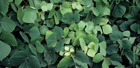 Kudzu Nedir? Kudzu’nun Faydaları Nelerdir? Kudzu, kökeni Doğu Asya’ya dayanan, tıbbi ve besinsel açıdan önemli bir bitkidir. Latince adı Pueraria lobata olan bu sarmaşık türü, hem yaprak hem de kök kısmından elde edilen ürünlerle sağlık alanında kullanılmaktadır. Kudzu, özellikle geleneksel Çin tıbbında yüzyıllardır farklı rahatsızlıkların tedavisinde yer almıştır ve günümüzde modern araştırmalarla da faydaları desteklenmektedir. Konulu bir haber görseli.
