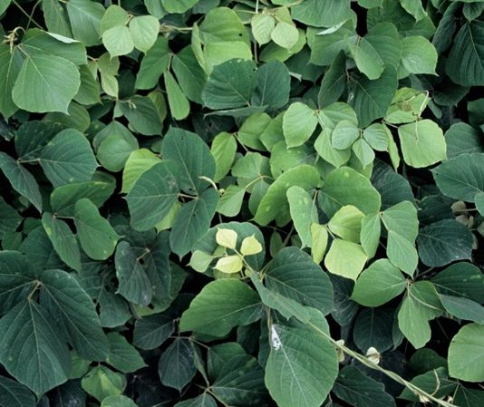 Kudzu, kökeni Doğu Asya’ya dayanan, tıbbi ve besinsel açıdan önemli bir bitkidir. Latince adı Pueraria lobata olan bu sarmaşık türü, hem yaprak hem de kök kısmından elde edilen ürünlerle sağlık alanında kullanılmaktadır. Kudzu, özellikle geleneksel Çin tıbbında yüzyıllardır farklı rahatsızlıkların tedavisinde yer almıştır ve günümüzde modern araştırmalarla da faydaları desteklenmektedir. Konulu bir haber görseli.