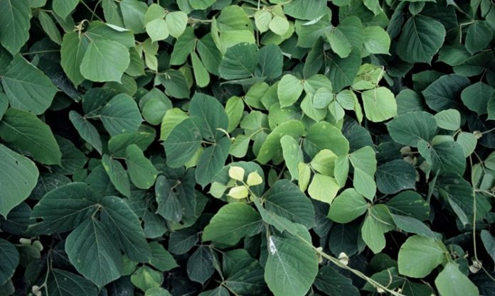 Kudzu Nedir Kudzu'nun Faydaları Nelerdir Kudzu, kökeni Doğu Asya’ya dayanan, tıbbi ve besinsel açıdan önemli bir bitkidir. Latince adı Pueraria lobata olan bu sarmaşık türü, hem yaprak hem de kök kısmından elde edilen ürünlerle sağlık alanında kullanılmaktadır. Kudzu, özellikle geleneksel Çin tıbbında yüzyıllardır farklı rahatsızlıkların tedavisinde yer almıştır ve günümüzde modern araştırmalarla da faydaları desteklenmektedir. Konulu bir haber görseli.