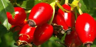 Sonbahar aylarının en dikkat çeken doğal ürünlerinden biri olan Kuşburnu, parlak kırmızı rengi ve ekşimsi tadıyla hem mutfakta hem de geleneksel tıpta önemli bir yere sahiptir. Özellikle çay ve marmelat formunda tüketilen bu meyve, yüksek vitamin içeriği sayesinde bağışıklık sistemini destekleyen besinler arasında gösterilmektedir. Peki Kuşburnu nedir ve neden bu kadar değerli bir doğal kaynak olarak kabul edilir? Konulu bir haber görseli.