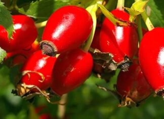 Kuşburnu Nedir? Kuşburnu’nun Faydaları Nelerdir? Sonbahar aylarının en dikkat çeken doğal ürünlerinden biri olan Kuşburnu, parlak kırmızı rengi ve ekşimsi tadıyla hem mutfakta hem de geleneksel tıpta önemli bir yere sahiptir. Özellikle çay ve marmelat formunda tüketilen bu meyve, yüksek vitamin içeriği sayesinde bağışıklık sistemini destekleyen besinler arasında gösterilmektedir. Peki Kuşburnu nedir ve neden bu kadar değerli bir doğal kaynak olarak kabul edilir? Konulu bir haber görseli.