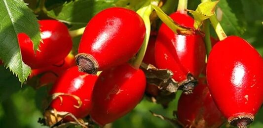 Kuşburnu Nedir? Kuşburnu’nun Faydaları Nelerdir? Sonbahar aylarının en dikkat çeken doğal ürünlerinden biri olan Kuşburnu, parlak kırmızı rengi ve ekşimsi tadıyla hem mutfakta hem de geleneksel tıpta önemli bir yere sahiptir. Özellikle çay ve marmelat formunda tüketilen bu meyve, yüksek vitamin içeriği sayesinde bağışıklık sistemini destekleyen besinler arasında gösterilmektedir. Peki Kuşburnu nedir ve neden bu kadar değerli bir doğal kaynak olarak kabul edilir? Konulu bir haber görseli.