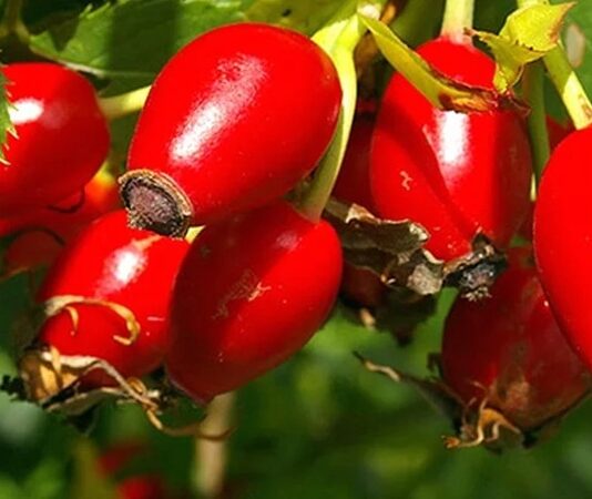 Sonbahar aylarının en dikkat çeken doğal ürünlerinden biri olan Kuşburnu, parlak kırmızı rengi ve ekşimsi tadıyla hem mutfakta hem de geleneksel tıpta önemli bir yere sahiptir. Özellikle çay ve marmelat formunda tüketilen bu meyve, yüksek vitamin içeriği sayesinde bağışıklık sistemini destekleyen besinler arasında gösterilmektedir. Peki Kuşburnu nedir ve neden bu kadar değerli bir doğal kaynak olarak kabul edilir? Konulu bir haber görseli.