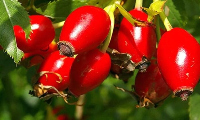 Sonbahar aylarının en dikkat çeken doğal ürünlerinden biri olan Kuşburnu, parlak kırmızı rengi ve ekşimsi tadıyla hem mutfakta hem de geleneksel tıpta önemli bir yere sahiptir. Özellikle çay ve marmelat formunda tüketilen bu meyve, yüksek vitamin içeriği sayesinde bağışıklık sistemini destekleyen besinler arasında gösterilmektedir. Peki Kuşburnu nedir ve neden bu kadar değerli bir doğal kaynak olarak kabul edilir? Konulu bir haber görseli.