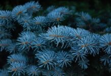 Ladin Nedir? Ladin’in Faydaları Nelerdir? Ladin, iğne yapraklı ve her mevsim yeşil kalan ağaç türleri arasında yer alan, soğuk iklimlere dayanıklı bir orman ağacıdır. Bilimsel olarak Picea cinsine ait olan ladin ağacı, özellikle Kuzey Yarımküre’de yaygın olarak görülür. Türkiye’de ise en bilinen türlerinden biri Picea orientalis olarak adlandırılan Doğu ladinidir ve özellikle Karadeniz Bölgesi’nde geniş ladin ormanları oluşturur. Konulu bir haber görseli.