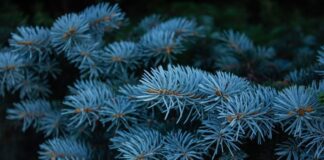 Ladin, iğne yapraklı ve her mevsim yeşil kalan ağaç türleri arasında yer alan, soğuk iklimlere dayanıklı bir orman ağacıdır. Bilimsel olarak Picea cinsine ait olan ladin ağacı, özellikle Kuzey Yarımküre’de yaygın olarak görülür. Türkiye’de ise en bilinen türlerinden biri Picea orientalis olarak adlandırılan Doğu ladinidir ve özellikle Karadeniz Bölgesi’nde geniş ladin ormanları oluşturur. Konulu bir haber görseli.