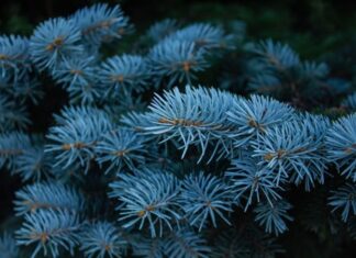 Ladin, iğne yapraklı ve her mevsim yeşil kalan ağaç türleri arasında yer alan, soğuk iklimlere dayanıklı bir orman ağacıdır. Bilimsel olarak Picea cinsine ait olan ladin ağacı, özellikle Kuzey Yarımküre’de yaygın olarak görülür. Türkiye’de ise en bilinen türlerinden biri Picea orientalis olarak adlandırılan Doğu ladinidir ve özellikle Karadeniz Bölgesi’nde geniş ladin ormanları oluşturur. Konulu bir haber görseli.