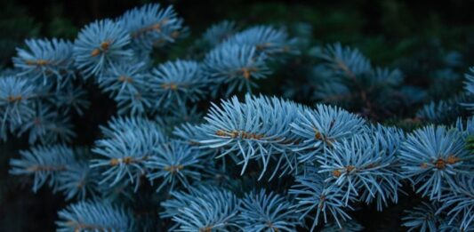 Ladin, iğne yapraklı ve her mevsim yeşil kalan ağaç türleri arasında yer alan, soğuk iklimlere dayanıklı bir orman ağacıdır. Bilimsel olarak Picea cinsine ait olan ladin ağacı, özellikle Kuzey Yarımküre’de yaygın olarak görülür. Türkiye’de ise en bilinen türlerinden biri Picea orientalis olarak adlandırılan Doğu ladinidir ve özellikle Karadeniz Bölgesi’nde geniş ladin ormanları oluşturur. Konulu bir haber görseli.