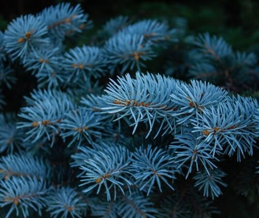 Ladin Nedir? Ladin’in Faydaları Nelerdir? Ladin, iğne yapraklı ve her mevsim yeşil kalan ağaç türleri arasında yer alan, soğuk iklimlere dayanıklı bir orman ağacıdır. Bilimsel olarak Picea cinsine ait olan ladin ağacı, özellikle Kuzey Yarımküre’de yaygın olarak görülür. Türkiye’de ise en bilinen türlerinden biri Picea orientalis olarak adlandırılan Doğu ladinidir ve özellikle Karadeniz Bölgesi’nde geniş ladin ormanları oluşturur. Konulu bir haber görseli.