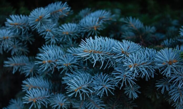 Ladin Nedir Ladin'in Faydaları Nelerdir Ladin, iğne yapraklı ve her mevsim yeşil kalan ağaç türleri arasında yer alan, soğuk iklimlere dayanıklı bir orman ağacıdır. Bilimsel olarak Picea cinsine ait olan ladin ağacı, özellikle Kuzey Yarımküre’de yaygın olarak görülür. Türkiye’de ise en bilinen türlerinden biri Picea orientalis olarak adlandırılan Doğu ladinidir ve özellikle Karadeniz Bölgesi’nde geniş ladin ormanları oluşturur. Konulu bir haber görseli.