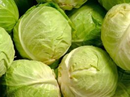 Kış aylarının vazgeçilmez sebzelerinden biri olan lahana, hem ekonomik hem de besleyici yapısıyla sofralarda sıkça yer bulur. Beyaz, mor ve kara lahana gibi farklı türleri bulunan lahana, çiğ olarak salatalarda kullanılabildiği gibi pişirilerek yemek, çorba ve sarmalarda da tercih edilir. Lifli dokusu ve düşük kalorili yapısı sayesinde sağlıklı beslenme planlarının önemli parçalarından biri haline gelmiştir. Konulu bir haber görseli.