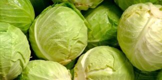 Kış aylarının vazgeçilmez sebzelerinden biri olan lahana, hem ekonomik hem de besleyici yapısıyla sofralarda sıkça yer bulur. Beyaz, mor ve kara lahana gibi farklı türleri bulunan lahana, çiğ olarak salatalarda kullanılabildiği gibi pişirilerek yemek, çorba ve sarmalarda da tercih edilir. Lifli dokusu ve düşük kalorili yapısı sayesinde sağlıklı beslenme planlarının önemli parçalarından biri haline gelmiştir. Konulu bir haber görseli.