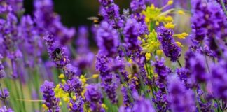 Doğal bitkiler arasında hem hoş kokusu hem de sakinleştirici etkisiyle öne çıkan Lavanta, yüzyıllardır kullanılan şifalı bitkilerden biridir. Mor çiçekleri ve karakteristik aromasıyla tanınan bu bitki, hem sağlık hem de kozmetik alanında geniş bir kullanım alanına sahiptir. Peki, Lavanta nedir ve neden bu kadar yaygın şekilde tercih edilmektedir? Konulu bir haber görseli.