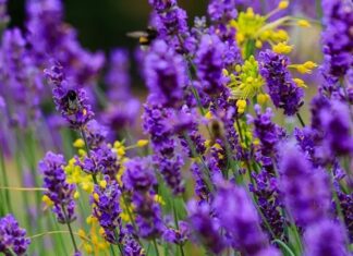 Doğal bitkiler arasında hem hoş kokusu hem de sakinleştirici etkisiyle öne çıkan Lavanta, yüzyıllardır kullanılan şifalı bitkilerden biridir. Mor çiçekleri ve karakteristik aromasıyla tanınan bu bitki, hem sağlık hem de kozmetik alanında geniş bir kullanım alanına sahiptir. Peki, Lavanta nedir ve neden bu kadar yaygın şekilde tercih edilmektedir? Konulu bir haber görseli.