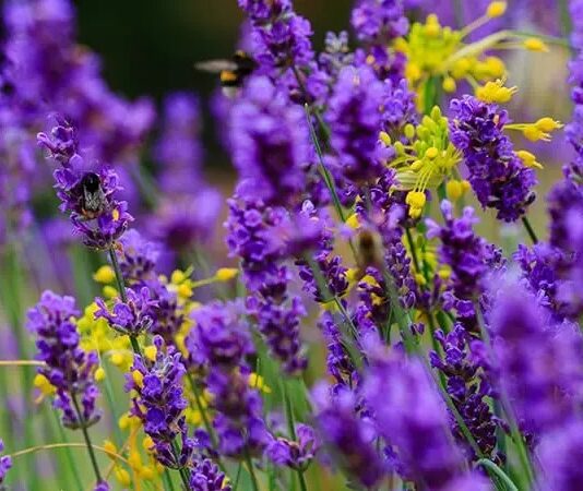 Doğal bitkiler arasında hem hoş kokusu hem de sakinleştirici etkisiyle öne çıkan Lavanta, yüzyıllardır kullanılan şifalı bitkilerden biridir. Mor çiçekleri ve karakteristik aromasıyla tanınan bu bitki, hem sağlık hem de kozmetik alanında geniş bir kullanım alanına sahiptir. Peki, Lavanta nedir ve neden bu kadar yaygın şekilde tercih edilmektedir? Konulu bir haber görseli.