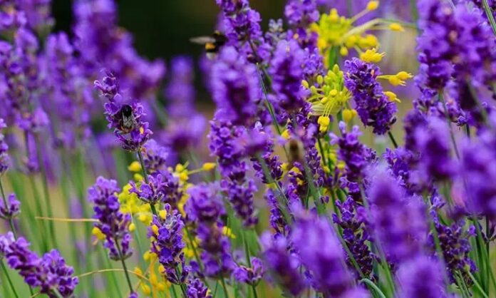 Lavanta Nedir Ve Lavantanın Faydaları Nelerdir Doğal Rahatlığın Mor Mucizesi Doğal bitkiler arasında hem hoş kokusu hem de sakinleştirici etkisiyle öne çıkan Lavanta, yüzyıllardır kullanılan şifalı bitkilerden biridir. Mor çiçekleri ve karakteristik aromasıyla tanınan bu bitki, hem sağlık hem de kozmetik alanında geniş bir kullanım alanına sahiptir. Peki, Lavanta nedir ve neden bu kadar yaygın şekilde tercih edilmektedir? Konulu bir haber görseli.