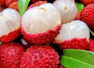 Son yıllarda sağlıklı beslenme trendlerinin artmasıyla birlikte tropikal meyveler daha fazla ilgi görmeye başladı. Bu meyvelerden biri olan Lychee, hem egzotik tadı hem de dikkat çekici besin değeri ile öne çıkıyor. Anavatanı Çin olan ve bilimsel adı Litchi chinensis olarak bilinen bu meyve, sabun ağacıgiller familyasına aittir. İnce, pütürlü ve kırmızı kabuğunun altında şeffaf, sulu ve tatlı bir meyve eti bulunur. Türkiye’de henüz çok yaygın olmasa da büyük marketlerde ve ithal ürün reyonlarında lychee meyvesi giderek daha fazla yer almaktadır. Konulu bir haber görseli.