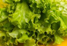 Marul Nedir? Marul’un Faydaları Nelerdir? Taze ve hafif yapısıyla sofraların vazgeçilmez yeşilliklerinden biri olan marul, özellikle salataların temel malzemesi olarak bilinir. Su oranı yüksek, kalorisi düşük olan marul, hem tek başına hem de farklı sebzelerle birlikte tüketilebilen besleyici bir bitkidir. Kıvırcık, göbek ve aysberg gibi farklı türleri bulunan bu sebze, yılın büyük bölümünde kolaylıkla temin edilebilir. Konulu bir haber görseli.