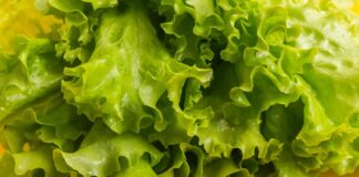 Taze ve hafif yapısıyla sofraların vazgeçilmez yeşilliklerinden biri olan marul, özellikle salataların temel malzemesi olarak bilinir. Su oranı yüksek, kalorisi düşük olan marul, hem tek başına hem de farklı sebzelerle birlikte tüketilebilen besleyici bir bitkidir. Kıvırcık, göbek ve aysberg gibi farklı türleri bulunan bu sebze, yılın büyük bölümünde kolaylıkla temin edilebilir. Konulu bir haber görseli.