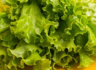 Taze ve hafif yapısıyla sofraların vazgeçilmez yeşilliklerinden biri olan marul, özellikle salataların temel malzemesi olarak bilinir. Su oranı yüksek, kalorisi düşük olan marul, hem tek başına hem de farklı sebzelerle birlikte tüketilebilen besleyici bir bitkidir. Kıvırcık, göbek ve aysberg gibi farklı türleri bulunan bu sebze, yılın büyük bölümünde kolaylıkla temin edilebilir. Konulu bir haber görseli.