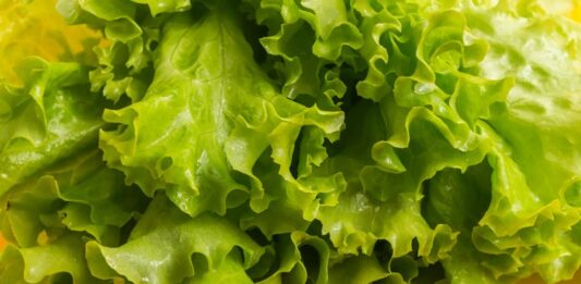 Taze ve hafif yapısıyla sofraların vazgeçilmez yeşilliklerinden biri olan marul, özellikle salataların temel malzemesi olarak bilinir. Su oranı yüksek, kalorisi düşük olan marul, hem tek başına hem de farklı sebzelerle birlikte tüketilebilen besleyici bir bitkidir. Kıvırcık, göbek ve aysberg gibi farklı türleri bulunan bu sebze, yılın büyük bölümünde kolaylıkla temin edilebilir. Konulu bir haber görseli.