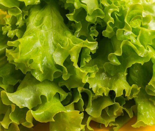 Taze ve hafif yapısıyla sofraların vazgeçilmez yeşilliklerinden biri olan marul, özellikle salataların temel malzemesi olarak bilinir. Su oranı yüksek, kalorisi düşük olan marul, hem tek başına hem de farklı sebzelerle birlikte tüketilebilen besleyici bir bitkidir. Kıvırcık, göbek ve aysberg gibi farklı türleri bulunan bu sebze, yılın büyük bölümünde kolaylıkla temin edilebilir. Konulu bir haber görseli.