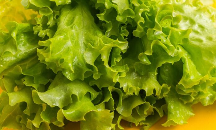 Taze ve hafif yapısıyla sofraların vazgeçilmez yeşilliklerinden biri olan marul, özellikle salataların temel malzemesi olarak bilinir. Su oranı yüksek, kalorisi düşük olan marul, hem tek başına hem de farklı sebzelerle birlikte tüketilebilen besleyici bir bitkidir. Kıvırcık, göbek ve aysberg gibi farklı türleri bulunan bu sebze, yılın büyük bölümünde kolaylıkla temin edilebilir. Konulu bir haber görseli.