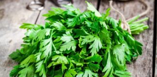 Türk mutfağının en çok kullanılan yeşilliklerinden biri olan Maydanoz, hem lezzeti hem de besin değeriyle sofraların vazgeçilmezidir. Salatalardan çorbalara, ana yemeklerden detoks tariflerine kadar pek çok alanda kullanılan bu bitki, aynı zamanda sağlık açısından sunduğu potansiyel katkılarla da dikkat çekmektedir. Peki Maydanoz nedir ve neden bu kadar yaygın şekilde tüketilmektedir? Konulu bir haber görseli.