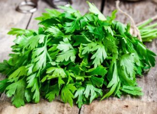 Türk mutfağının en çok kullanılan yeşilliklerinden biri olan Maydanoz, hem lezzeti hem de besin değeriyle sofraların vazgeçilmezidir. Salatalardan çorbalara, ana yemeklerden detoks tariflerine kadar pek çok alanda kullanılan bu bitki, aynı zamanda sağlık açısından sunduğu potansiyel katkılarla da dikkat çekmektedir. Peki Maydanoz nedir ve neden bu kadar yaygın şekilde tüketilmektedir? Konulu bir haber görseli.