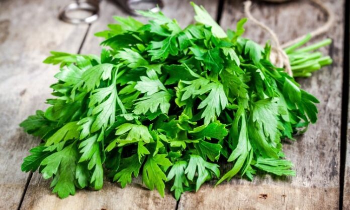 Türk mutfağının en çok kullanılan yeşilliklerinden biri olan Maydanoz, hem lezzeti hem de besin değeriyle sofraların vazgeçilmezidir. Salatalardan çorbalara, ana yemeklerden detoks tariflerine kadar pek çok alanda kullanılan bu bitki, aynı zamanda sağlık açısından sunduğu potansiyel katkılarla da dikkat çekmektedir. Peki Maydanoz nedir ve neden bu kadar yaygın şekilde tüketilmektedir? Konulu bir haber görseli.