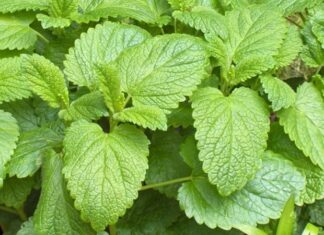 Doğal bitkisel çözümler, modern yaşamın yoğun temposu içinde yeniden önem kazanmaya başladı. Özellikle stres, uykusuzluk ve sindirim sorunları yaşayan kişiler, doğadan gelen alternatiflere yöneliyor. Bu noktada öne çıkan bitkilerden biri de Melisa olarak biliniyor. Limon kokusunu andıran hoş aromasıyla dikkat çeken bu bitki, yüzyıllardır geleneksel tıpta kullanılmaktadır. Peki Melisa nedir ve hangi alanlarda tercih edilir? Konulu bir haber görseli.