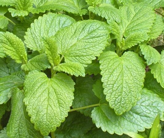 Melisa Nedir? Melisa’nın Faydaları Nelerdir? Doğal bitkisel çözümler, modern yaşamın yoğun temposu içinde yeniden önem kazanmaya başladı. Özellikle stres, uykusuzluk ve sindirim sorunları yaşayan kişiler, doğadan gelen alternatiflere yöneliyor. Bu noktada öne çıkan bitkilerden biri de Melisa olarak biliniyor. Limon kokusunu andıran hoş aromasıyla dikkat çeken bu bitki, yüzyıllardır geleneksel tıpta kullanılmaktadır. Peki Melisa nedir ve hangi alanlarda tercih edilir? Konulu bir haber görseli.