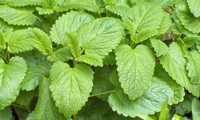 Melisa Nedir Ve Melisanın Faydaları Nelerdir Doğal Sakinleştirici Bitkiye Yakından Bakış Doğal bitkisel çözümler, modern yaşamın yoğun temposu içinde yeniden önem kazanmaya başladı. Özellikle stres, uykusuzluk ve sindirim sorunları yaşayan kişiler, doğadan gelen alternatiflere yöneliyor. Bu noktada öne çıkan bitkilerden biri de Melisa olarak biliniyor. Limon kokusunu andıran hoş aromasıyla dikkat çeken bu bitki, yüzyıllardır geleneksel tıpta kullanılmaktadır. Peki Melisa nedir ve hangi alanlarda tercih edilir? Konulu bir haber görseli.