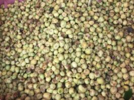 Mersin, hoş kokulu yaprakları ve küçük meyveleriyle bilinen, her mevsim yeşil kalan çalı ya da küçük ağaç formunda bir bitkidir. Bilimsel adı Myrtus communis olan mersin bitkisi, Akdeniz ikliminin görüldüğü bölgelerde doğal olarak yetişir. Halk arasında “murt” adıyla da bilinen bu bitki, hem aromatik özellikleri hem de geleneksel kullanım alanlarıyla dikkat çeker. Konulu bir haber görseli.