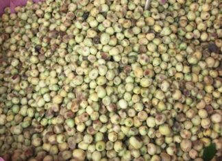 Mersin Nedir? Mersin’in Faydaları Nelerdir? Mersin, hoş kokulu yaprakları ve küçük meyveleriyle bilinen, her mevsim yeşil kalan çalı ya da küçük ağaç formunda bir bitkidir. Bilimsel adı Myrtus communis olan mersin bitkisi, Akdeniz ikliminin görüldüğü bölgelerde doğal olarak yetişir. Halk arasında “murt” adıyla da bilinen bu bitki, hem aromatik özellikleri hem de geleneksel kullanım alanlarıyla dikkat çeker. Konulu bir haber görseli.