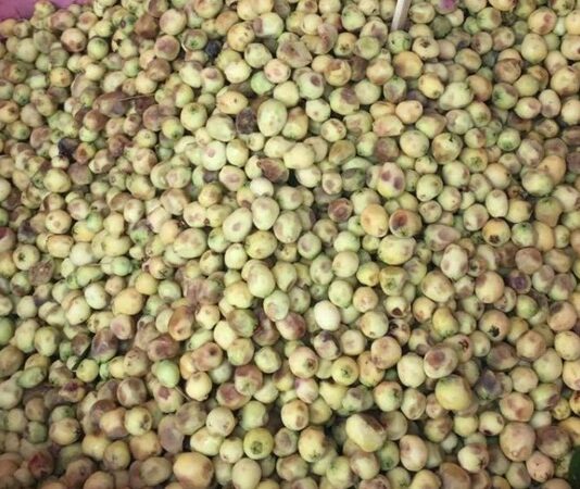 Mersin, hoş kokulu yaprakları ve küçük meyveleriyle bilinen, her mevsim yeşil kalan çalı ya da küçük ağaç formunda bir bitkidir. Bilimsel adı Myrtus communis olan mersin bitkisi, Akdeniz ikliminin görüldüğü bölgelerde doğal olarak yetişir. Halk arasında “murt” adıyla da bilinen bu bitki, hem aromatik özellikleri hem de geleneksel kullanım alanlarıyla dikkat çeker. Konulu bir haber görseli.