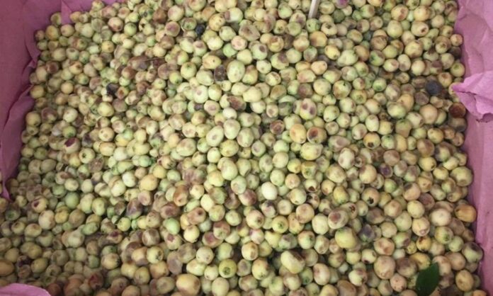 Mersin, hoş kokulu yaprakları ve küçük meyveleriyle bilinen, her mevsim yeşil kalan çalı ya da küçük ağaç formunda bir bitkidir. Bilimsel adı Myrtus communis olan mersin bitkisi, Akdeniz ikliminin görüldüğü bölgelerde doğal olarak yetişir. Halk arasında “murt” adıyla da bilinen bu bitki, hem aromatik özellikleri hem de geleneksel kullanım alanlarıyla dikkat çeker. Konulu bir haber görseli.