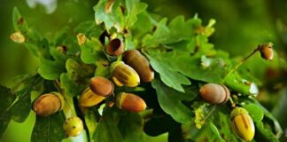 Meşe, uzun ömürlü ve dayanıklı yapısıyla bilinen, geniş yapraklı ağaç türlerinden biridir. Bilimsel olarak Quercus cinsine ait olan bu ağaç, dünya genelinde yüzlerce farklı türe sahiptir. Türkiye’de de doğal olarak yetişen meşe ağacı, özellikle Marmara, Karadeniz ve İç Anadolu bölgelerinde yaygın şekilde görülür. Sağlam gövdesi ve güçlü kök yapısıyla tanınan meşe, hem ekolojik hem de ekonomik açıdan önemli bir orman ağacıdır. Konulu bir haber görseli.