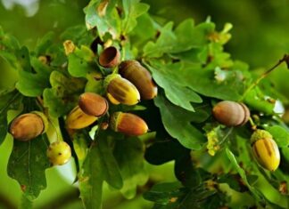 Meşe, uzun ömürlü ve dayanıklı yapısıyla bilinen, geniş yapraklı ağaç türlerinden biridir. Bilimsel olarak Quercus cinsine ait olan bu ağaç, dünya genelinde yüzlerce farklı türe sahiptir. Türkiye’de de doğal olarak yetişen meşe ağacı, özellikle Marmara, Karadeniz ve İç Anadolu bölgelerinde yaygın şekilde görülür. Sağlam gövdesi ve güçlü kök yapısıyla tanınan meşe, hem ekolojik hem de ekonomik açıdan önemli bir orman ağacıdır. Konulu bir haber görseli.
