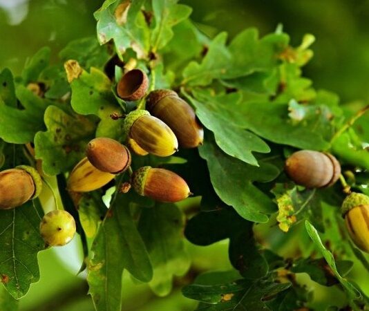 Meşe, uzun ömürlü ve dayanıklı yapısıyla bilinen, geniş yapraklı ağaç türlerinden biridir. Bilimsel olarak Quercus cinsine ait olan bu ağaç, dünya genelinde yüzlerce farklı türe sahiptir. Türkiye’de de doğal olarak yetişen meşe ağacı, özellikle Marmara, Karadeniz ve İç Anadolu bölgelerinde yaygın şekilde görülür. Sağlam gövdesi ve güçlü kök yapısıyla tanınan meşe, hem ekolojik hem de ekonomik açıdan önemli bir orman ağacıdır. Konulu bir haber görseli.