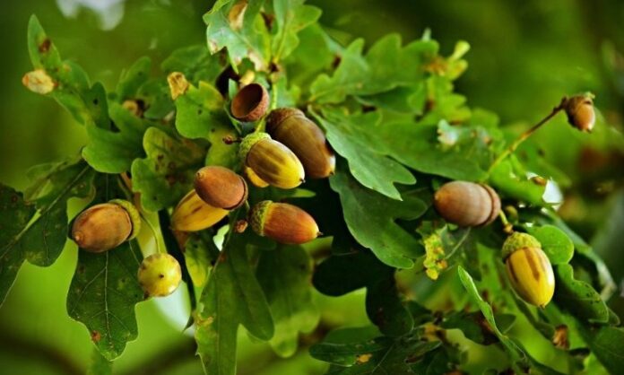 Meşe, uzun ömürlü ve dayanıklı yapısıyla bilinen, geniş yapraklı ağaç türlerinden biridir. Bilimsel olarak Quercus cinsine ait olan bu ağaç, dünya genelinde yüzlerce farklı türe sahiptir. Türkiye’de de doğal olarak yetişen meşe ağacı, özellikle Marmara, Karadeniz ve İç Anadolu bölgelerinde yaygın şekilde görülür. Sağlam gövdesi ve güçlü kök yapısıyla tanınan meşe, hem ekolojik hem de ekonomik açıdan önemli bir orman ağacıdır. Konulu bir haber görseli.